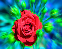 RGB ROSE von Michael Naegele