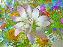 white flower von urs-foto-art