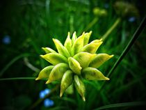 Seed of Kingcup [Caltha palustris] by Andreas Theis