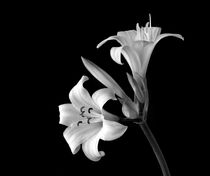 Belladonna Lilies by Chris Edmunds