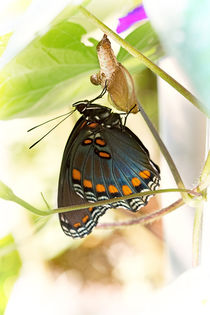 Butterfly Nursery von Jon Woodhams