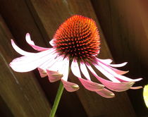 Echinacea by Ruth Baker