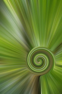grüne Spirale von alana