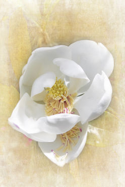 Sweet-southern-magnolia