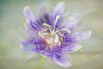Passion Flower by Judy Hall-Folde