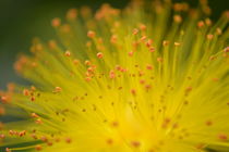 Yellow Chrysanthemum by Sarah Couzens
