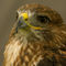 Imgp5471-american-red-tailed-hawk