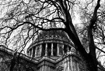 Into the trees 05 - St. Paul's Cathedral von Ian Gazzotti