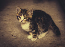 Cute Kitten by Patrycja Polechonska