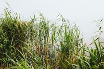 The Reeds by Patrycja Polechonska