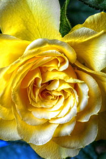 Yellow Rose by Stephen Walton
