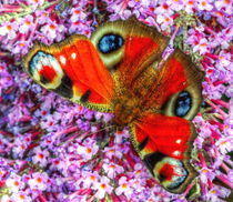 The Peacock Butterfly von Stephen Walton