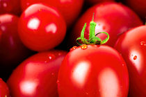 Frische rote Tomaten von Thomas Klee