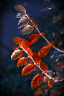 Autumn Red Branch by cinema4design