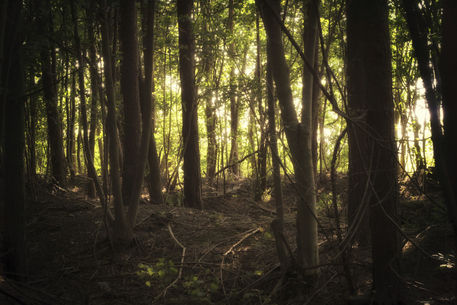 Sunlit-forest