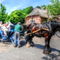 Horse-and-cart-1