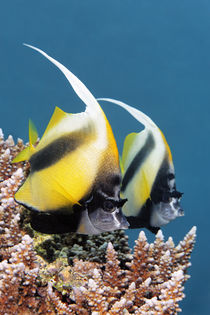 Red Sea Bannerfish II by Norbert Probst