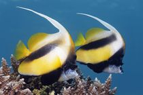 Red Sea Bannerfish by Norbert Probst