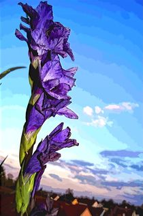 Gladiolus purple von Helmut Schneller