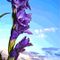 Gladiole-purple
