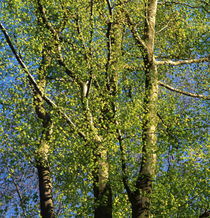 Spring green von Intensivelight Panorama-Edition