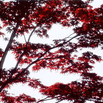 Red leaves of a Japanese maple tree - light by Intensivelight Panorama-Edition