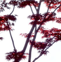 Japanese maple tree  von Intensivelight Panorama-Edition