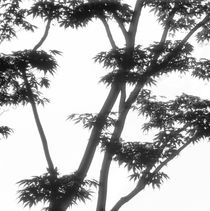Japanese maple tree - monochrome von Intensivelight Panorama-Edition