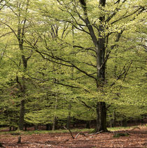 Large old beech tree by Intensivelight Panorama-Edition