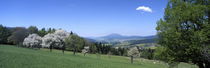 Flowering trees and pastures in spring von Intensivelight Panorama-Edition
