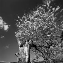 Old tree flowering in spring - monochrome by Intensivelight Panorama-Edition