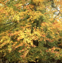 Autumn beech shaking in the wind von Intensivelight Panorama-Edition
