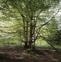Hunter's hide in a beech tree von Intensivelight Panorama-Edition
