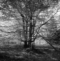 Hunter's hide in a beech tree - monochrome von Intensivelight Panorama-Edition