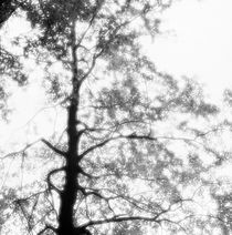 Beech tree in autumn with glowing foliage - monochrome by Intensivelight Panorama-Edition