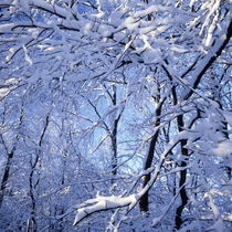 Snow-laden branches von Intensivelight Panorama-Edition