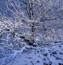 Snow covered beech von Intensivelight Panorama-Edition