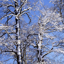 Snow covered beech trees von Intensivelight Panorama-Edition