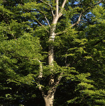 Strong beech tree in summer by Intensivelight Panorama-Edition