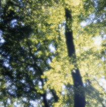Beech tree with glowing leaves von Intensivelight Panorama-Edition