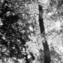 Beech tree in spring with glowing leaves 2 - monochrome von Intensivelight Panorama-Edition