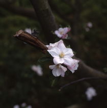 Twig of a flowering apple tree von Intensivelight Panorama-Edition