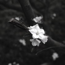 Apple blossom - monochrome von Intensivelight Panorama-Edition