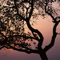 Flowering apple tree at sunset von Intensivelight Panorama-Edition