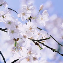 Cherry blossoms and blue sky von Intensivelight Panorama-Edition