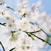 Delicate cherry blossoms and blue sky von Intensivelight Panorama-Edition