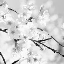 Blooming cherry tree - monochrome by Intensivelight Panorama-Edition