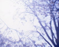 Spring cherries - multiple exposure by Intensivelight Panorama-Edition