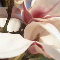 Magnolia blossom von Intensivelight Panorama-Edition