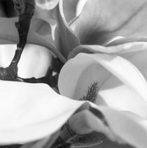 Magnolia blossom - monochrome by Intensivelight Panorama-Edition